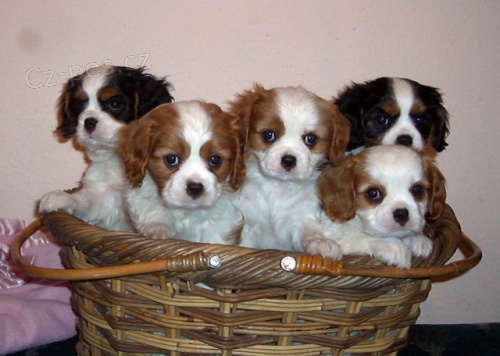 tn Cavalier King 