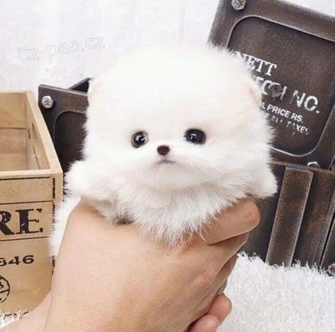 pomerane