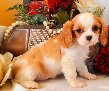 Cavalier King Charles