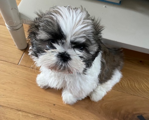 Chlapec a dvka Shih Tzu na prodej