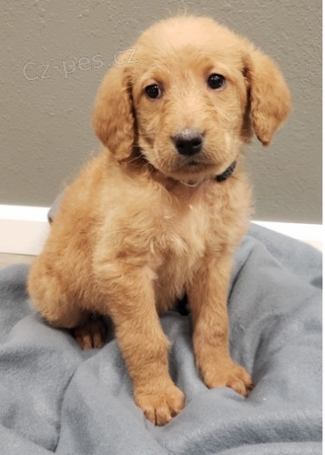 Roztomil tn Labradoodle k adopci.