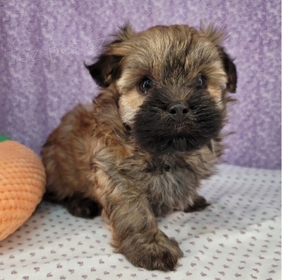 Roztomil ttko Havanese k adopci.