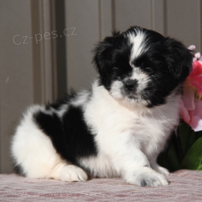 Krsn ttka Shih Tzu k adopci