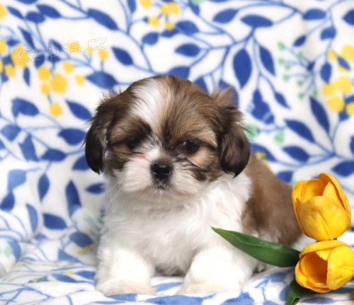 Ndhern tata Shih Tzu k adopci 