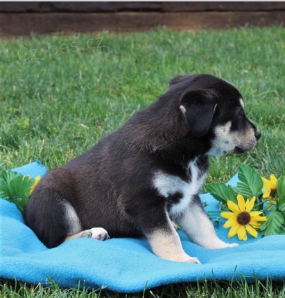 ttka sibiskho husky jsou pipravena na nov rodin