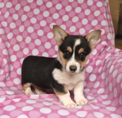 tata Welsh Corgi Pembroke k adopci 