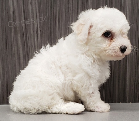 bichon frize tata jsou pipravena k adopci a novm rodinm.