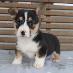 Snuggly Welsh Corgi (Pembroke)