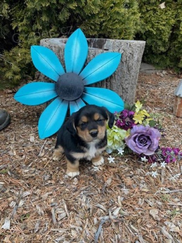 Ndhern sms Welsh Corgi