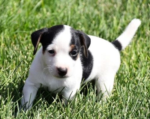 zskejte asn a zdrav tata jack russell na prodej.