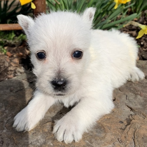 Krsn a andlsk tata West Highland White Terriers na prodej