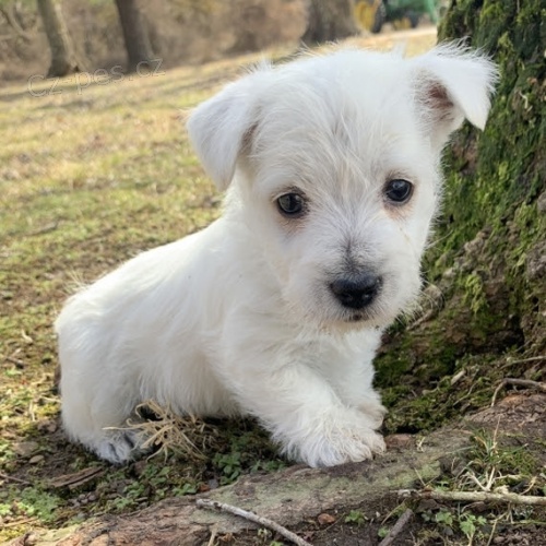 Krsn a andlsk tata West Highland White Terriers na prodej