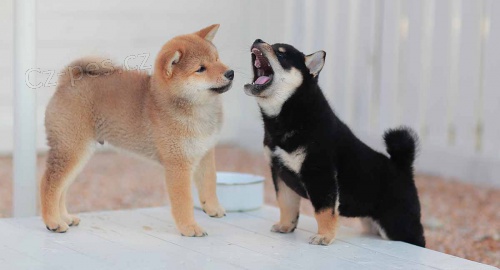 tata shiba inu k dispozici