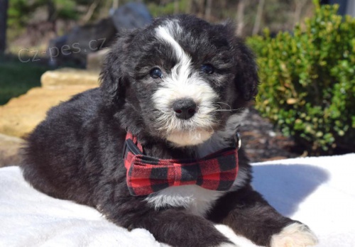 Jemn Sheepadoodle