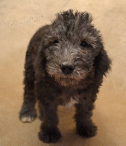 tata Bedlington terira k dispozici