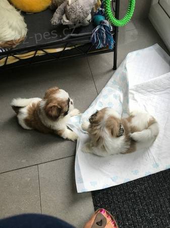 tata Shih Tzu byla tak roztomil, e nm dala rodinu