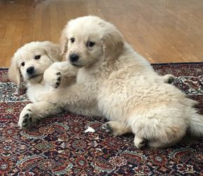 Uiten tata Akc Golden Retriever pipravena