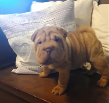 Shar Pei tata pro milujc domov 