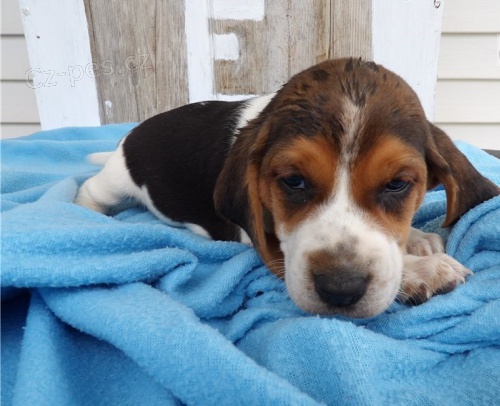 10 tdn star tata beagle