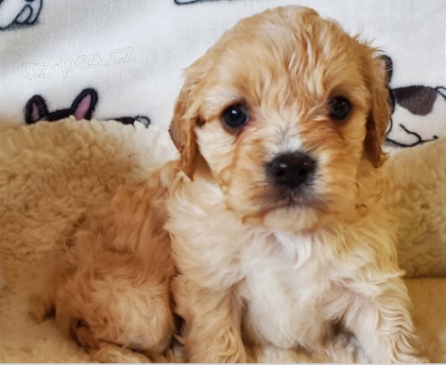 tata Cavapoo jsou pipravena na nov tata.