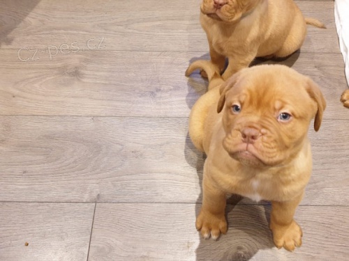 Zdrav tata Dogue de Bordeaux na prodej