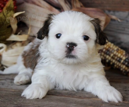 hygienicky a sociln vykolen tata SHIH TZU na prodej