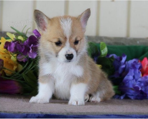 tata Welsh Corgi Pembroke jsou nyn pipravena na nov rodiny.