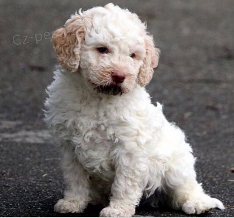 K dispozici ndhern tata Lagotto Romagnolo