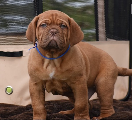 K dispozici tata Dogue De Bordeaux 