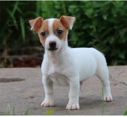 tata Jack Russell terira jsou pipravena na nov rodiny.