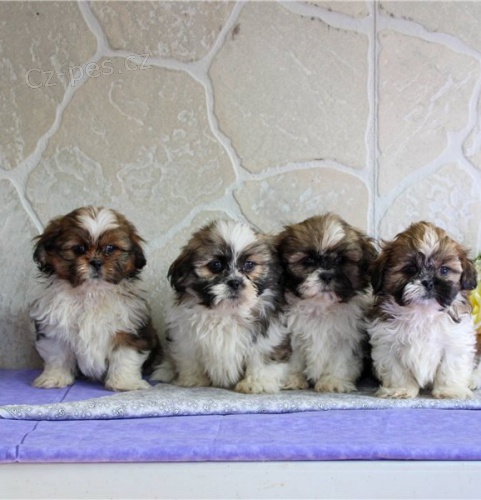 tata shih tzu