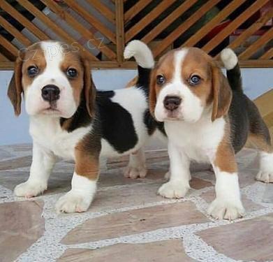 tata trikolra beagle jsou k dispozici a jsou nyn pipravena k prodeji.