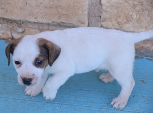 zdrav tata jack russell na prodej.