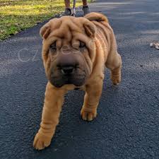 Shar Pei tata k dispozici