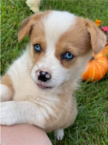 tata Pembroke corgi