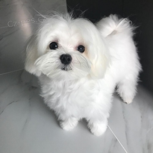 maltese 