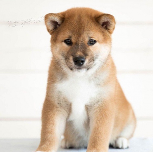 krsn shiba inu k adopci