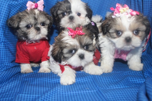 tata Shih Tzu pipravena.