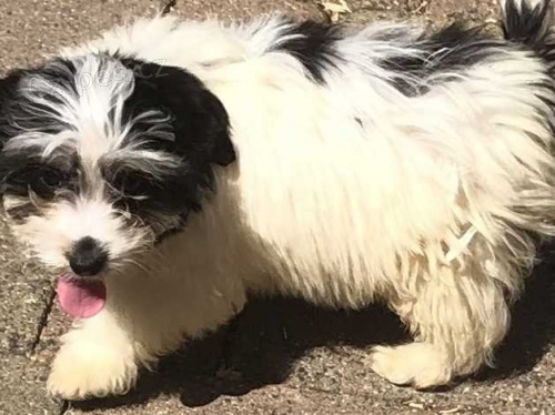 11 tdn star tata Shih Tzu