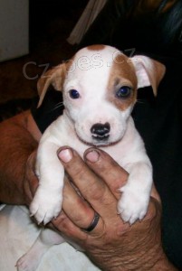 Krsn ttka Jack Russell terira na prodej