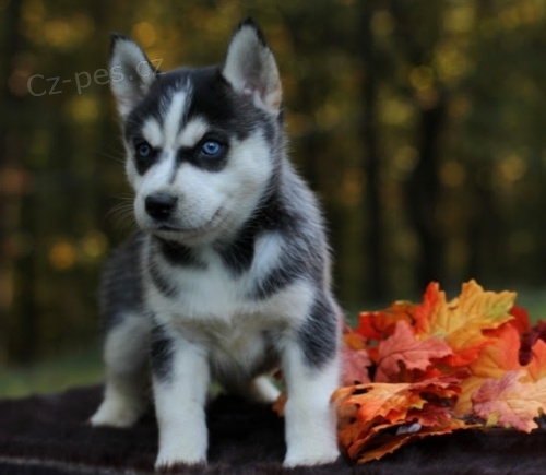 Krsn ttka Pomskies na prodej (kenec sibiskch a pomeranskch)