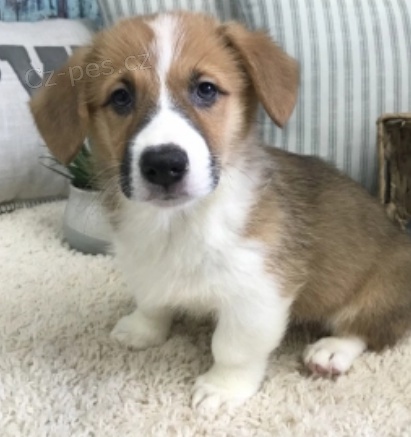 krsn pembroke welsh corgi tn k adopci