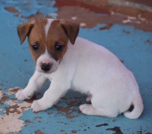 Jack Russell tata na prodej.