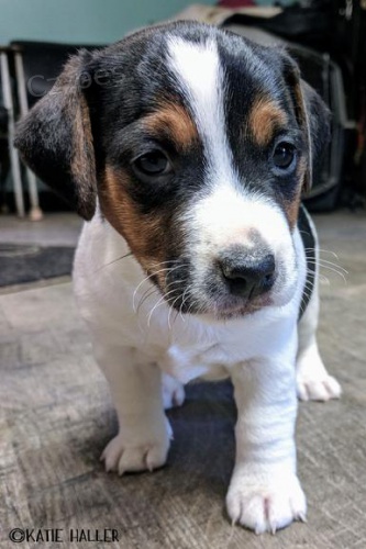 Jack Russell tata na prodej.