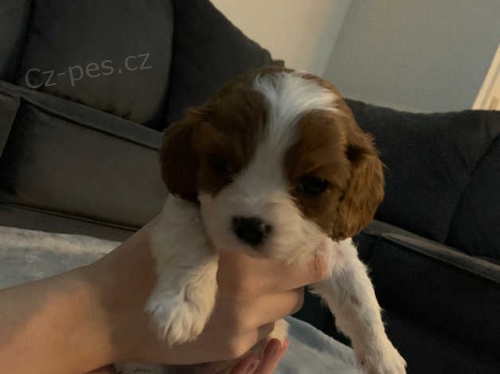 Krsn oznaen tata Cavalier King Charles spaniel