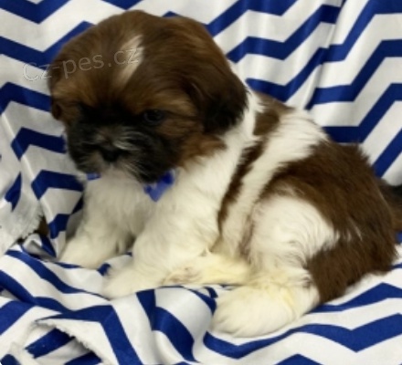 krsn fitz shih tzu k adopci