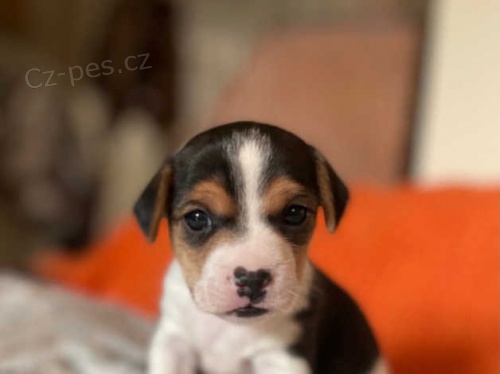 Jack Russell tata**