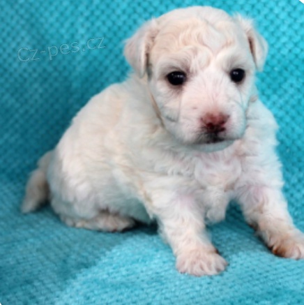 krsn tata Bichon Fritz k adopci