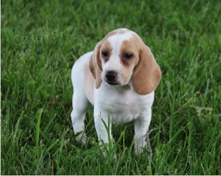 Beagle ttka jsou pipravena poznat nov rodiny.