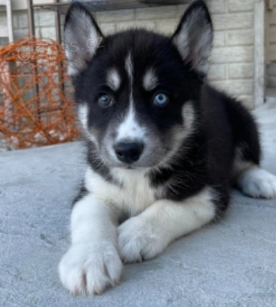 krsn siberain husky k adopci